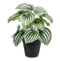 Peperomia - thumbnail