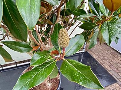 Magnolia Grandiflora Gallisoniensis - hoogte 200 cm Magnolia Grandiflora Gallisoniensis - hoogte 200 cm