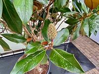 Magnolia Grandiflora Gallisoniensis - hoogte 200 cm - thumbnail
