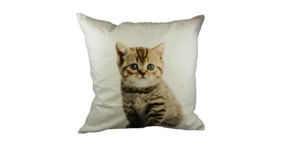 Sierkussen Canvas Kitten (50 x 50 cm)