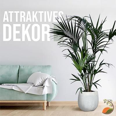 Palmboom - Kentiapalm