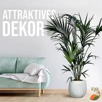 Palmboom - Kentiapalm - thumbnail