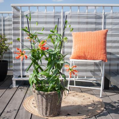 Gloriosa - Prachtlelie - P21