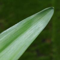 Cymbidium kunst blad 45 cm - thumbnail