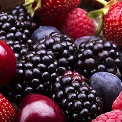 Grote bonte lisdodde (Typha latifolia “variegata”) moerasplant (6-stuks)