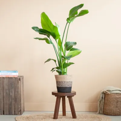 Strelitzia Nicolai - Paradijsvogelplant - inclusief Jute Lissabon Pot - Zwart - P19
