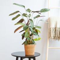 Ctenanthe Compact Star - P17 - thumbnail