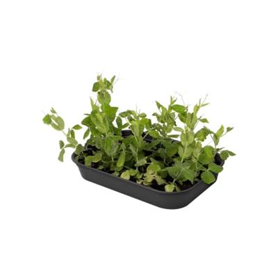 Elho Kweektray Basic M 36cm - Zwart