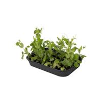 Elho Kweektray Basic M 36cm - Zwart - thumbnail