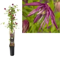Klimplant Clematis Octopus - Paarse Bosrank - thumbnail