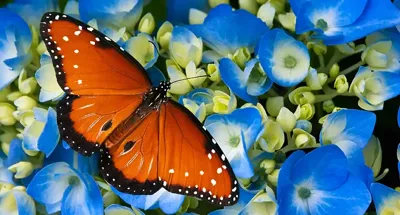 Alexsar Art Tuinschilderij vlinder 130x70cm