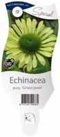 Echinacea purp. Green Jewel vaste plant Griffioen - Griffioen - thumbnail