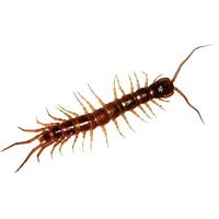 HG Tegen Kruipend Ongedierte - thumbnail