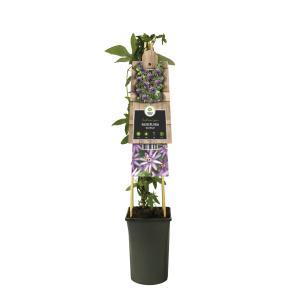 Klimplant Passiflora Amethyst - Paarse Passiebloem