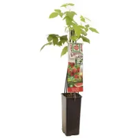 Herfstframboos (rubus idaeus "Himbo Top") fruitplanten - thumbnail