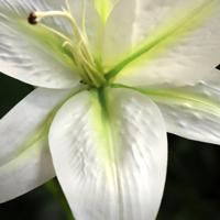 Casablanca Kunst Lelie 70cm creme - thumbnail