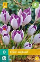 Crocus Vanguard 10 bollen - thumbnail
