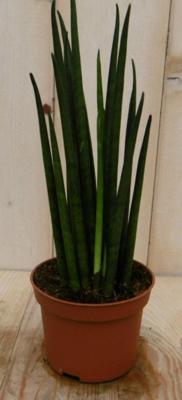 Kirkii Vrouwentong Sansevieria 30 cm kamerplant Sanseveria Warentuin Natuurlijk - Warentuin natuurlijk