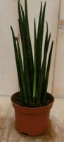 Kirkii Vrouwentong Sansevieria 30 cm kamerplant Sanseveria Warentuin Natuurlijk - Warentuin natuurlijk - thumbnail