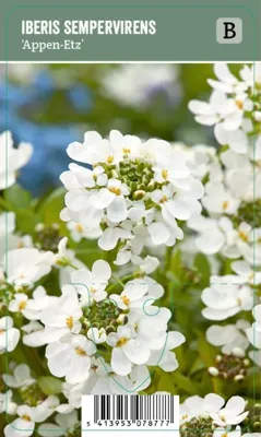 V.I.P.S. Iberis sempervirens ''Appen Etz'' - Winterharde muurbloem (P9)