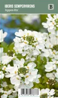 V.I.P.S. Iberis sempervirens ''Appen Etz'' - Winterharde muurbloem (P9) - thumbnail