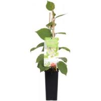 Kiwi (mannelijk) (actinidia deliciosa "Atlas”) fruitplanten - thumbnail