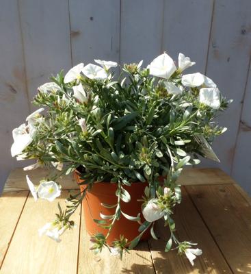 Convolvulus Cneorum zilverwinde Warentuin Natuurlijk - Warentuin natuurlijk