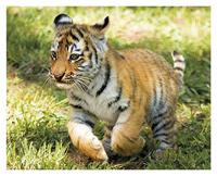 Clementoni legpuzzel Wildlife 4 puzzels 20/60/100/180 stukjes - thumbnail