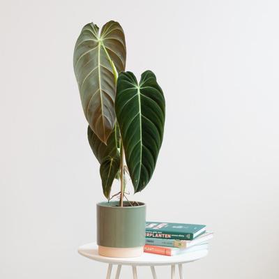 Philodendron Melanochrysum - P12