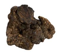 Dog Woodzzz kauwwortel met olijfolie - thumbnail