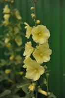 Stokroos - thumbnail