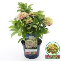 Hydrangea Macrophylla "Magical Amethyst Roze"® boerenhortensia - 30-40 cm - 1 stuks - thumbnail