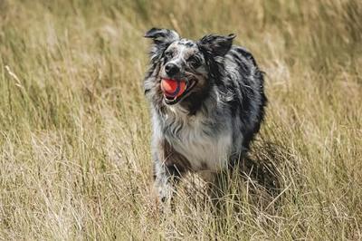 CHUCKIT ULTRA BAL CHUCKIT ULTRA BAL