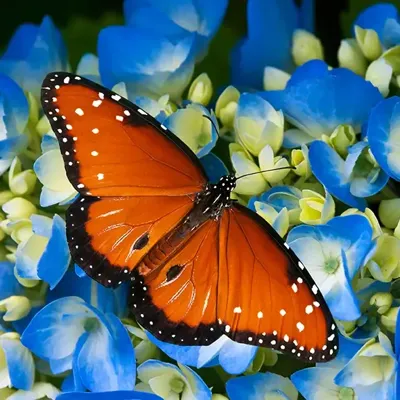 Alexsar Art Tuinschilderij vlinder 50x50cm