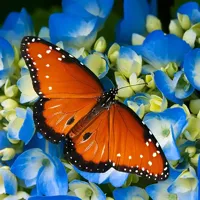 Alexsar Art Tuinschilderij vlinder 50x50cm - thumbnail