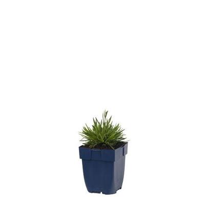 Dianthus grat. Dinetta Lilac vaste plant Griffioen - Griffioen