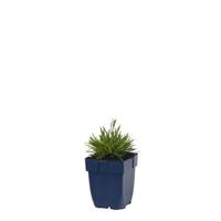 Dianthus grat. Dinetta Lilac vaste plant Griffioen - Griffioen - thumbnail