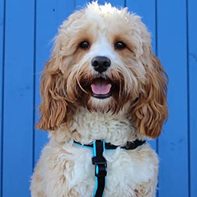 Animology Cloud K9 Fragrance Mist