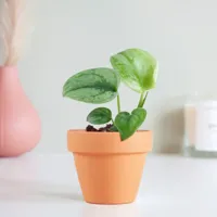 Scindapsus Silver Hero - P6 - thumbnail