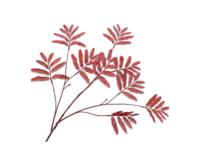 Mimosasteel l104 cm rood Silk-Ka - Silkka - thumbnail