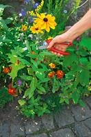 WOLF-Garten 73CFA003650 RS 2500 Tuinschaar Amboss - thumbnail