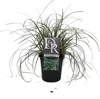 Carex oshimensis 'Everest' (Zegge) 30cm - thumbnail