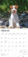 Jack Russell Terrier Kalender 2026 - thumbnail