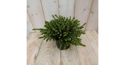 2 stuks! Winterheide wit Erica GROOT Warentuin Natuurlijk - Warentuin natuurlijk