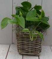 Epipremnum geelgroen mandje 25 cm Warentuin Natuurlijk - Warentuin natuurlijk - thumbnail