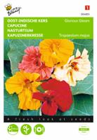 Tropaeolum, Oost-Indische kers Glorious Gleam - thumbnail