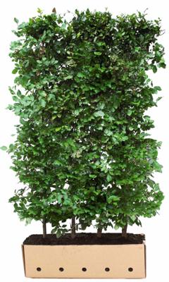Kant & klaar haag Fagus sylvatica 80 x 100 cm breed Groene beuk Quickhedge - Quickhedge