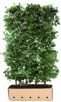 Kant & klaar haag Fagus sylvatica 80 x 100 cm breed Groene beuk Quickhedge - Quickhedge - thumbnail