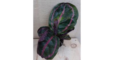 Calathea Surprise Star Pauwenplant groot blad met roze 30 cm kamerplant Warentuin Natuurlijk - Warentuin natuurlijk