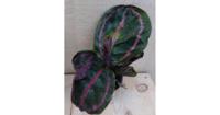 Calathea Surprise Star Pauwenplant groot blad met roze 30 cm kamerplant Warentuin Natuurlijk - Warentuin natuurlijk - thumbnail
